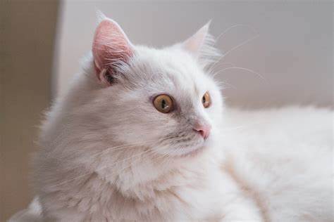 Should You Be Locking Cat In Bathroom At Night