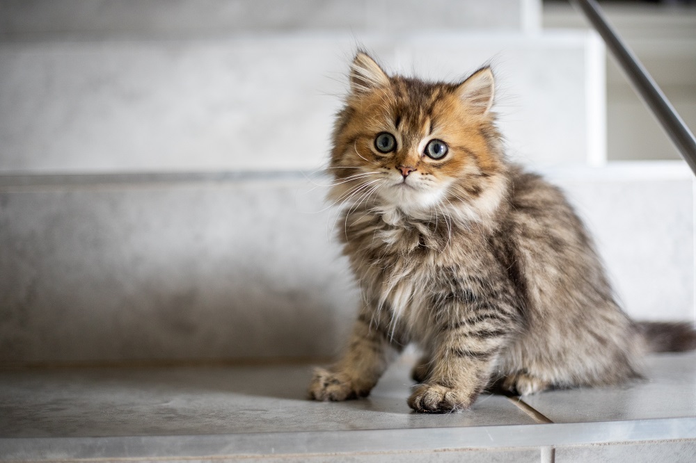 What Does A Mother Cat Do With A Dead Kitten