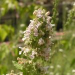 What Does Catnip Smell Like?