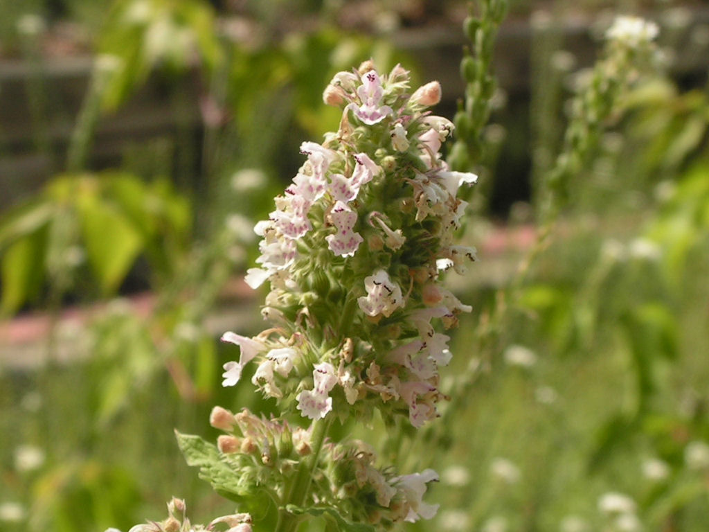 What Does Catnip Smell Like?