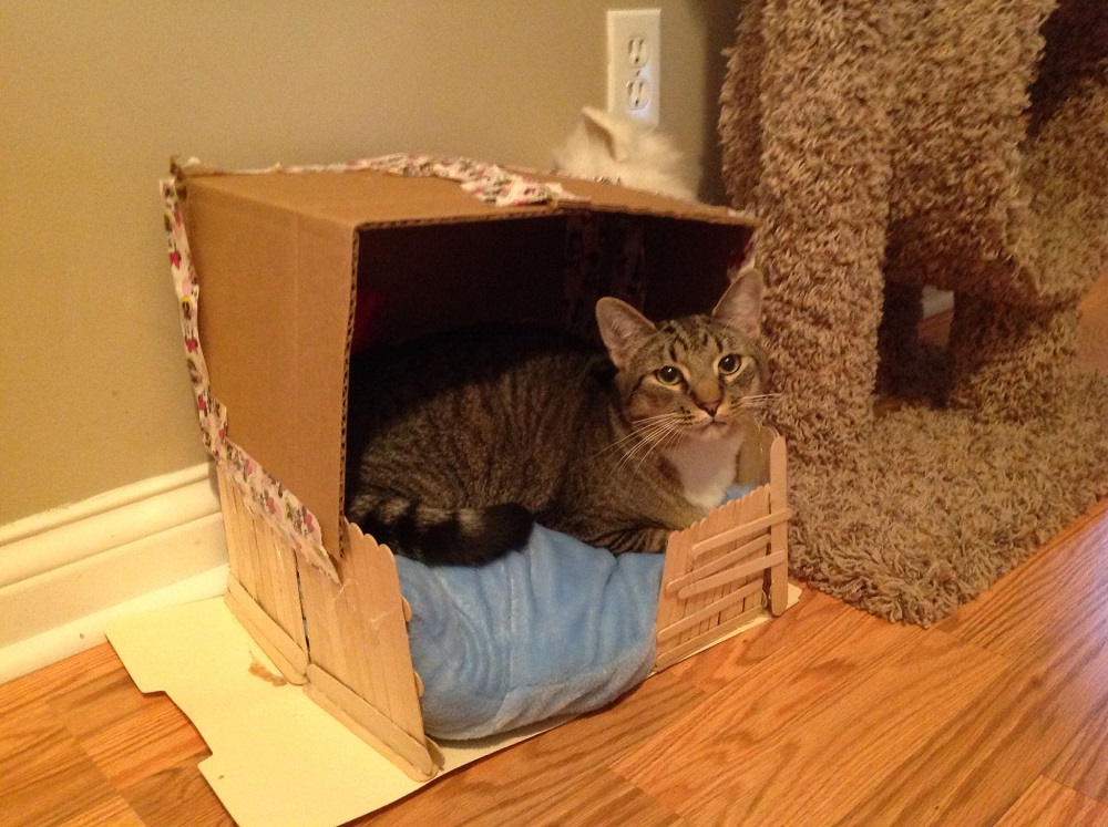 What Does Dream About Cats In House Mean