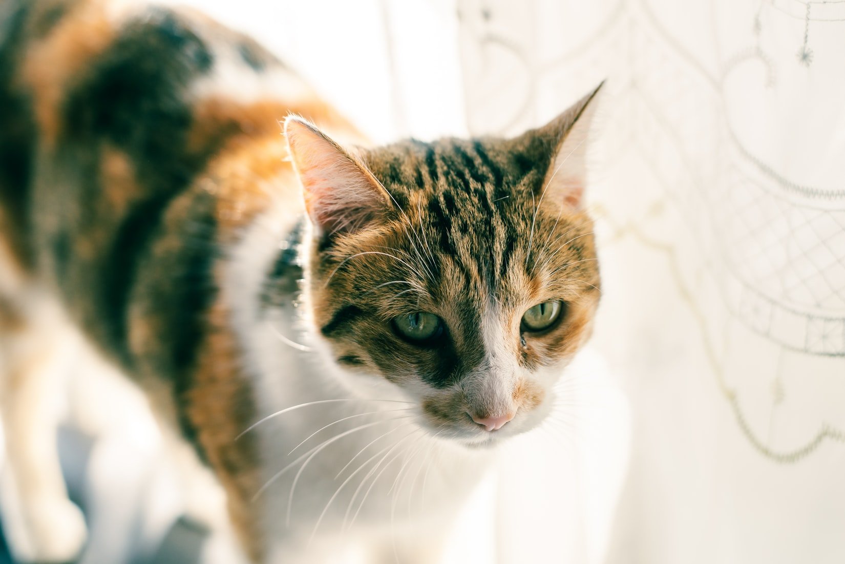 When Do Kittens Get Nipples?