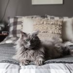 When To Put A Cat To Sleep With Hyperthyroidism