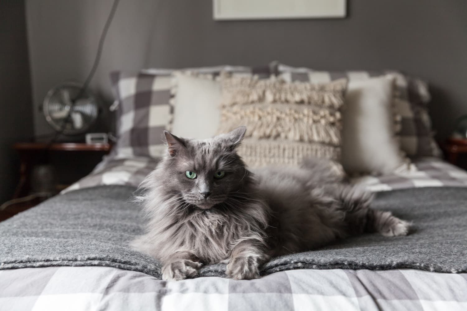 When To Put A Cat To Sleep With Hyperthyroidism