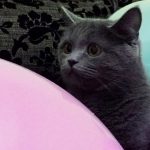 Why Are Cats Afraid Of Balloons?