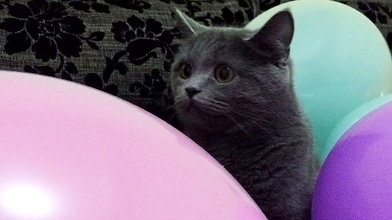 Why Are Cats Afraid Of Balloons?