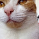 Why Are My Cat’s Whiskers Curling?