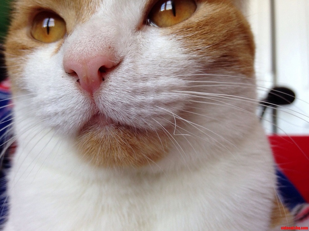 Why Are My Cat’s Whiskers Curling?