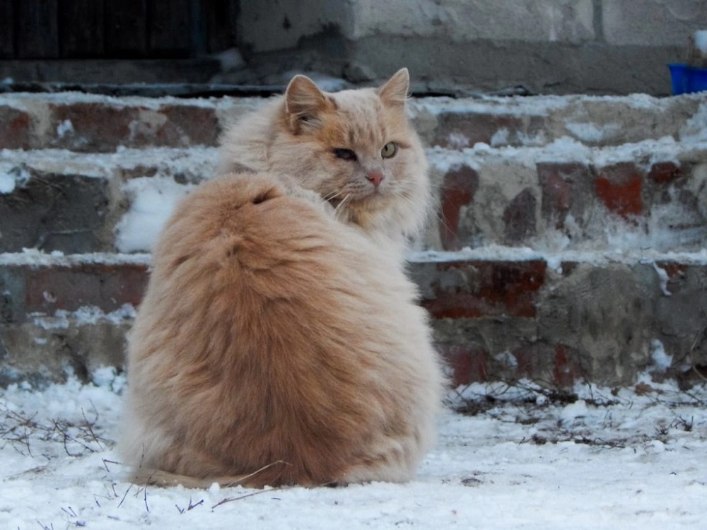Why Are Some Cats Fur Softer Than Others