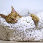 Why Do Cats Clean Themselves Before They Sleep