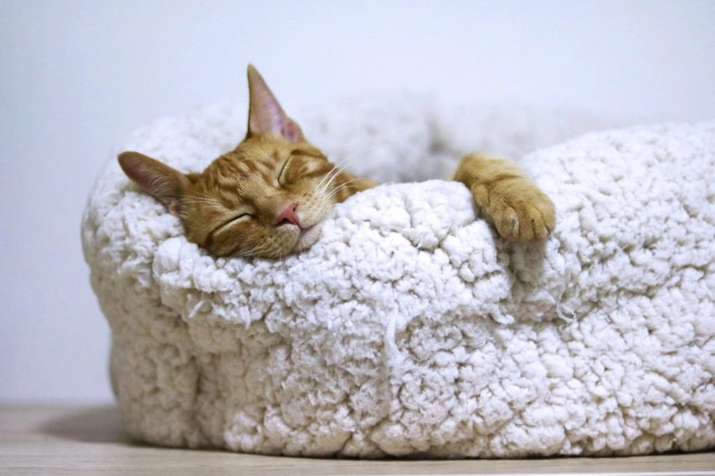 Why Do Cats Clean Themselves Before They Sleep