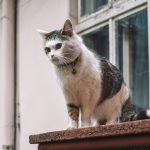 Why Do Cats Crab Walk?