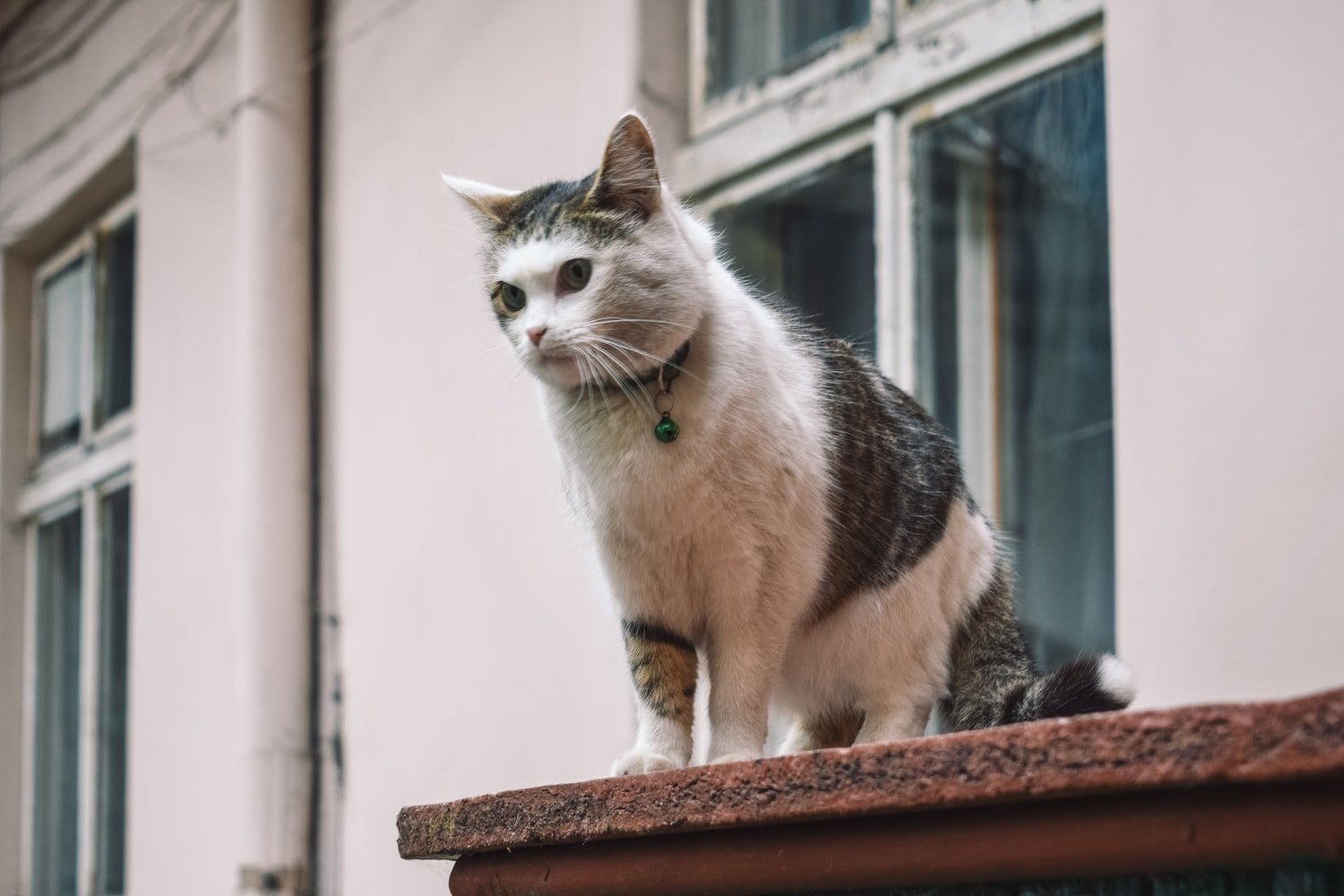 Why Do Cats Crab Walk?