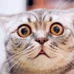 Why Do Cats Jump When Scared