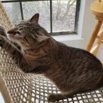 Why Do Cats Like Being Spanked?