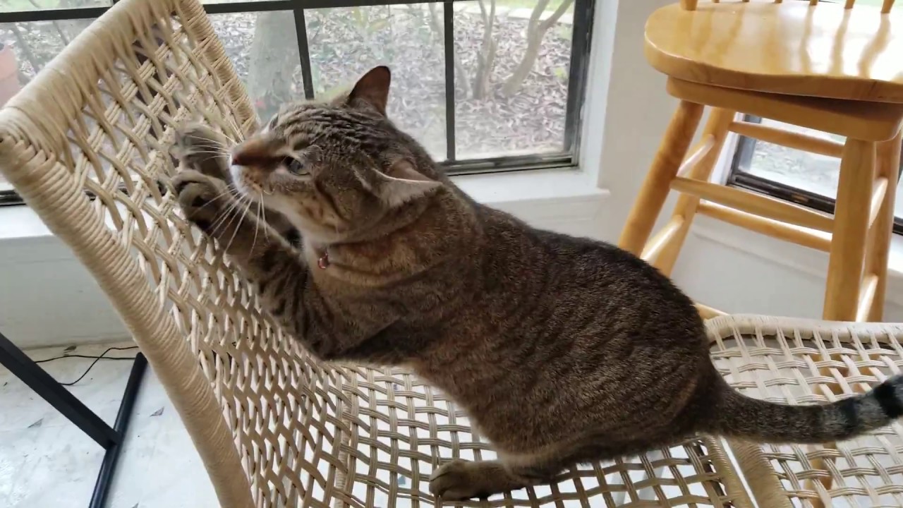 Why Do Cats Like Being Spanked?