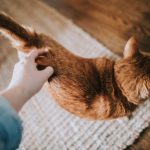 Why Do Cats Like Their Tail Pulled