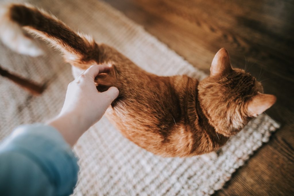 Why Do Cats Like Their Tail Pulled
