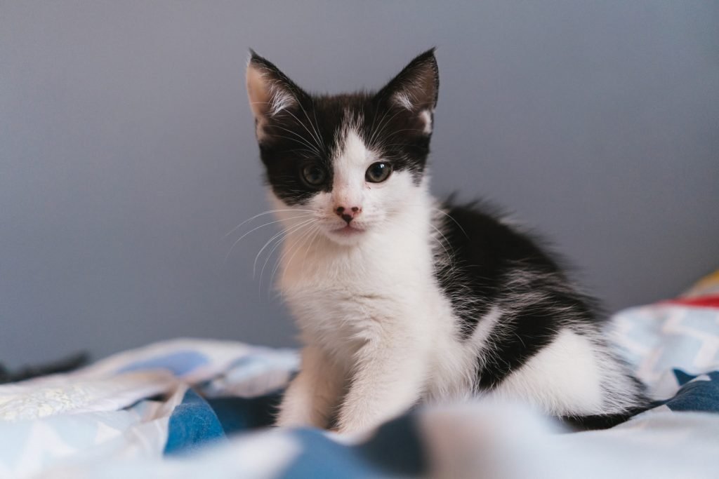 Why Do Kittens Grow So Fast