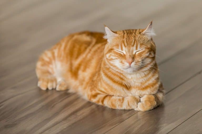 Why Does Cat Have Poop Stuck In Anus?