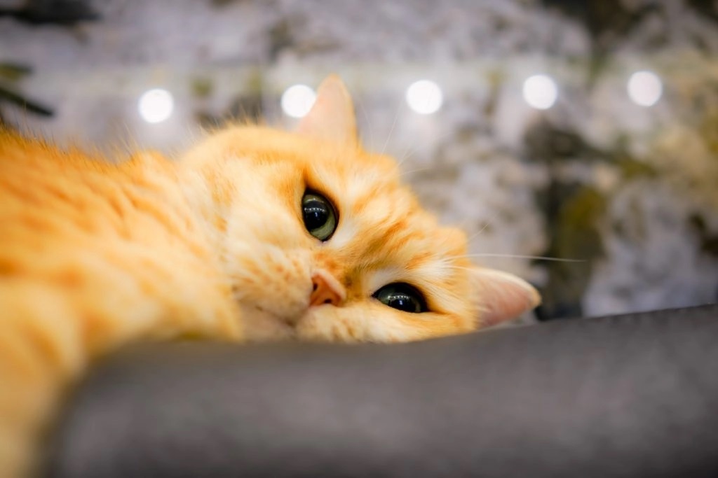 Why Does My Cat Bite My Nails 2022