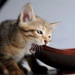 Why Does My Cat Chew On Metal