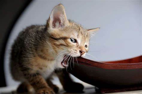 Why Does My Cat Chew On Metal