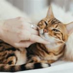 Why Does My Cat Come To Me When I Sing