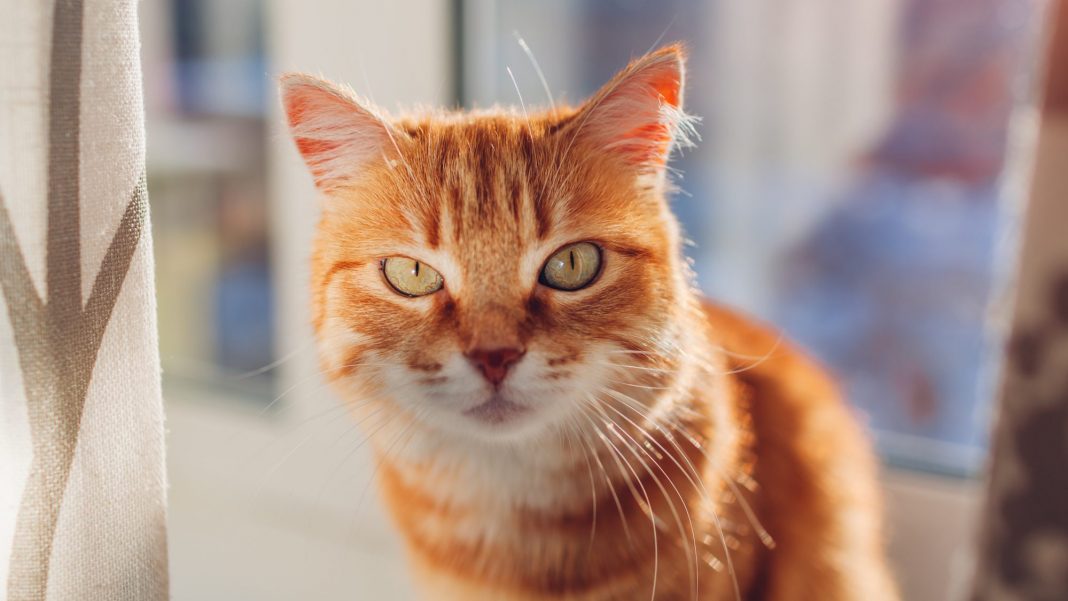 Why Does My Cat Have Black Boogers