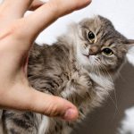 Why Does My Cat Like To Be Held?