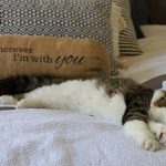 Why Does My Cat Sleep Between Me And My Husband?