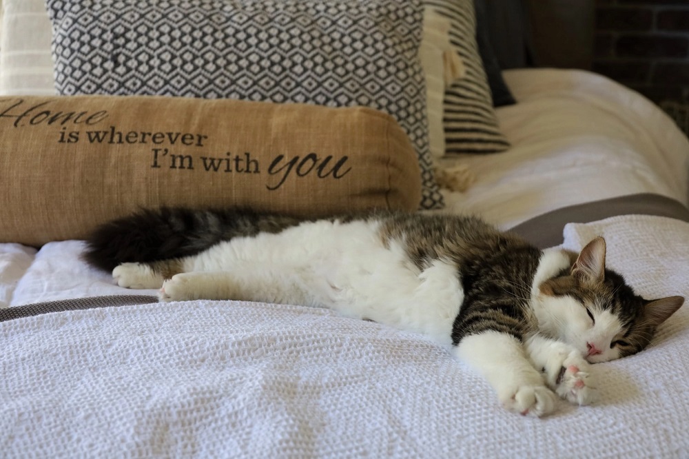 Why Does My Cat Sleep Between Me And My Husband?
