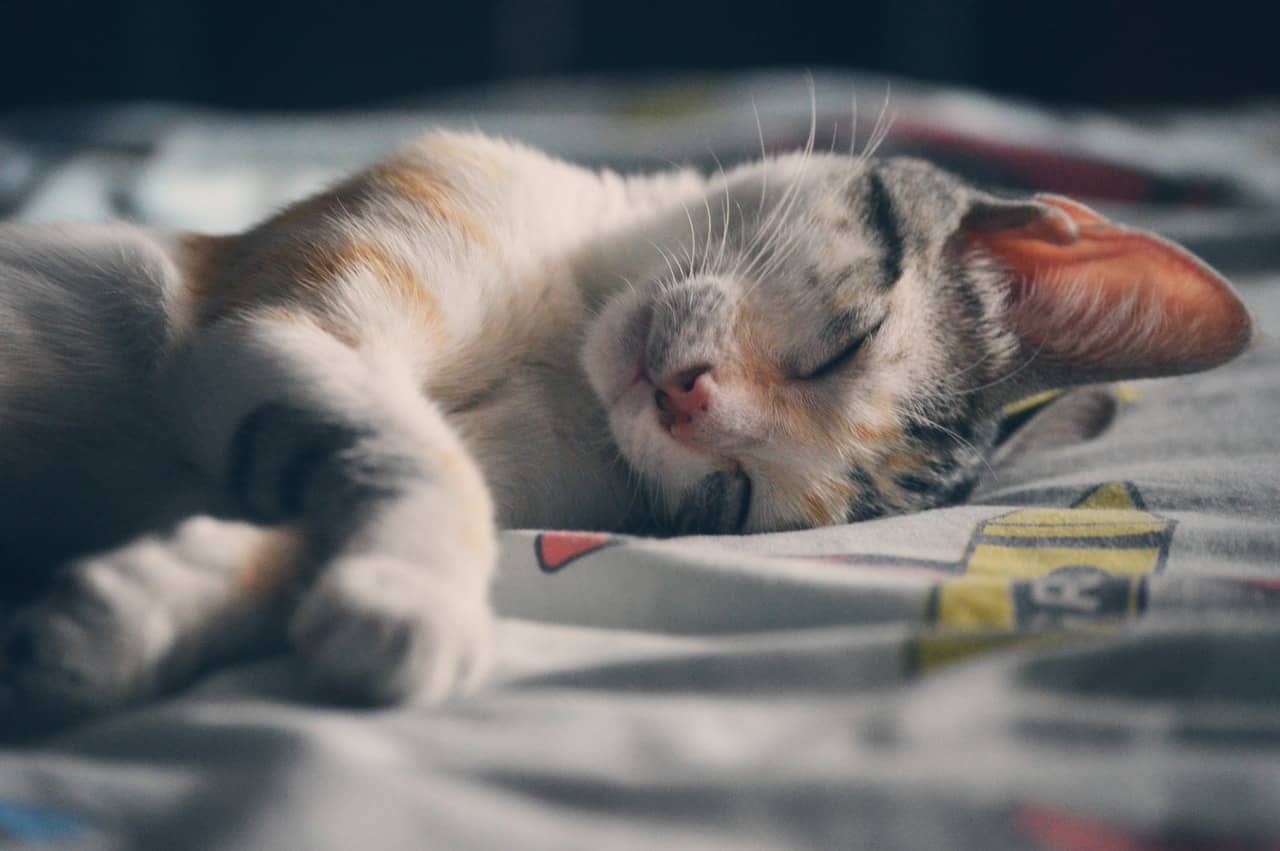 Why Does My Cat Sleep Between My Legs?