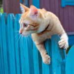 Why Doesn’t My Cat Land On Its Feet