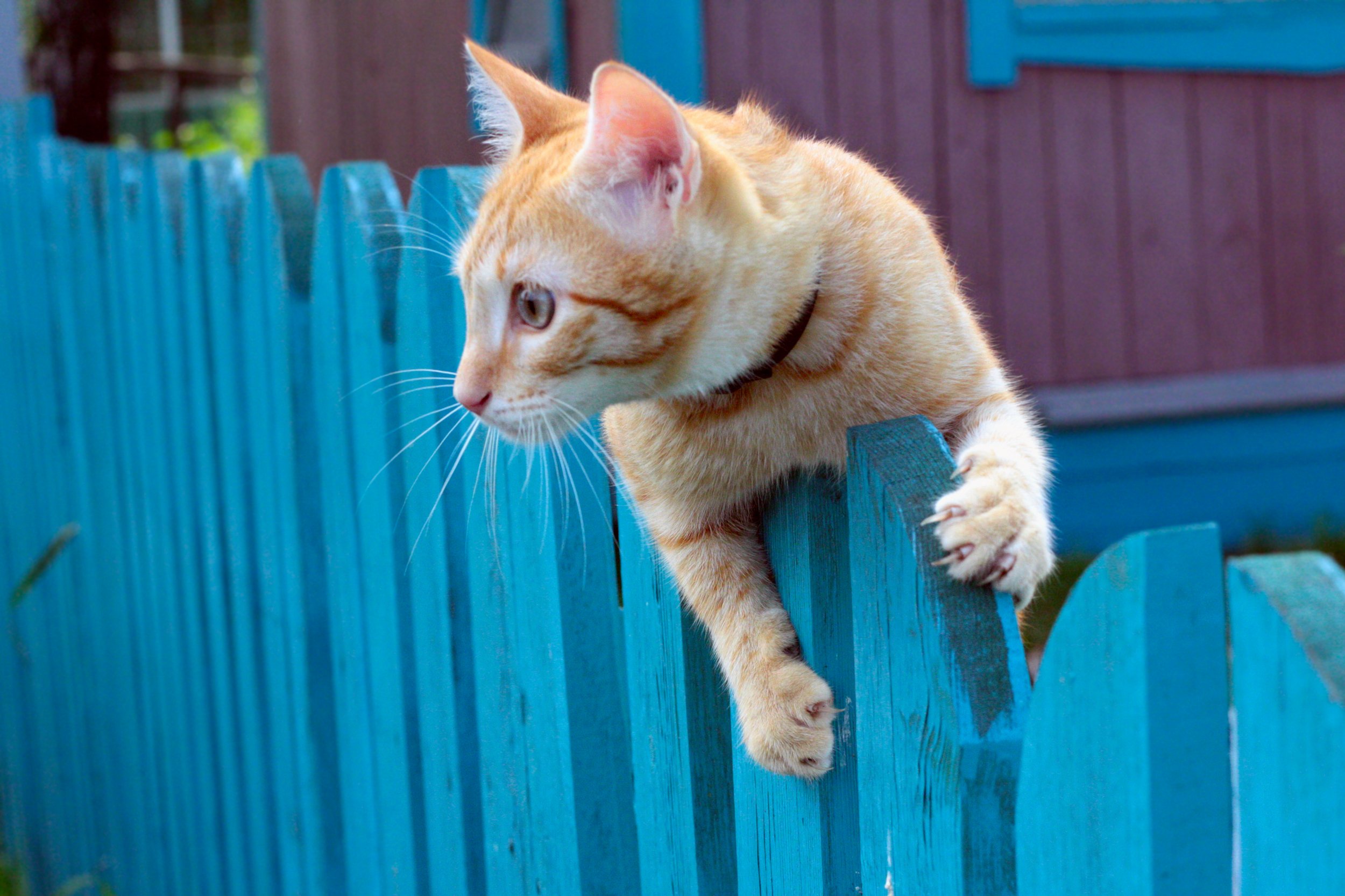 Why Doesn’t My Cat Land On Its Feet