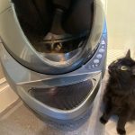 Why Is Cat Litter So Expensive?