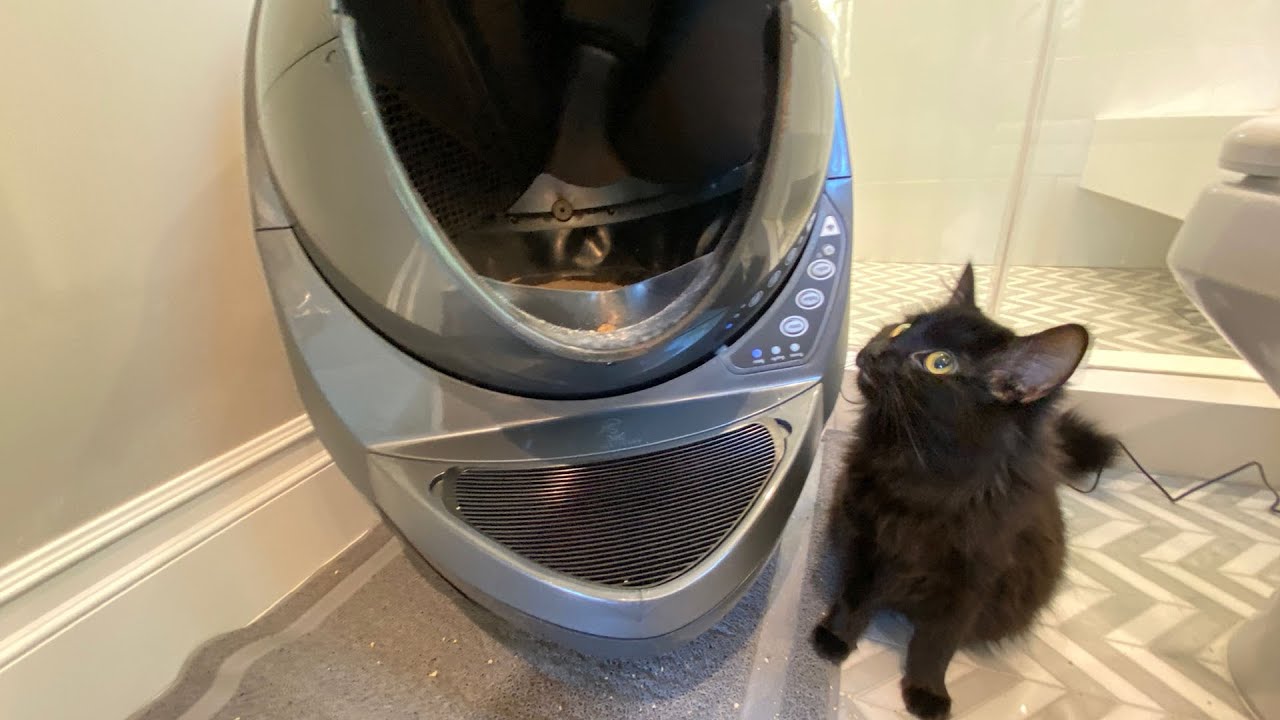 Why Is Cat Litter So Expensive?