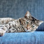 Why Is Cat Not Eating After Giving Birth