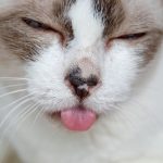 Why Is Cat’s Lip Swollen?