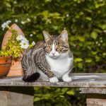 Will Moth Balls Keep Cats Away