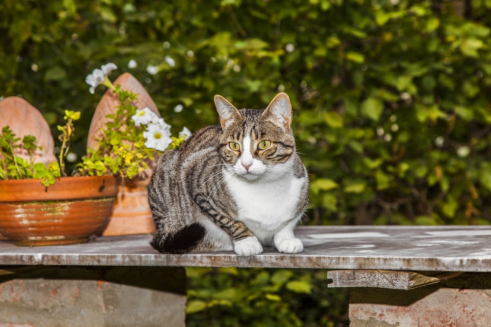 Will Moth Balls Keep Cats Away