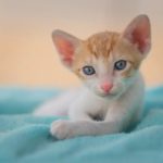 Are Greenies Good For Cats?