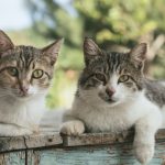 Can A Neutered Cat Get Along With An Unneutered Cat?