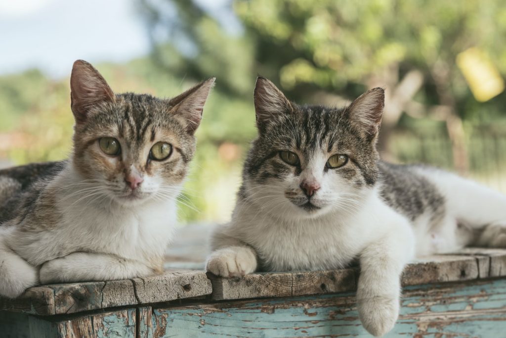 Can A Neutered Cat Get Along With An Unneutered Cat?