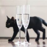 Can Cats Drink Carbonated Water?