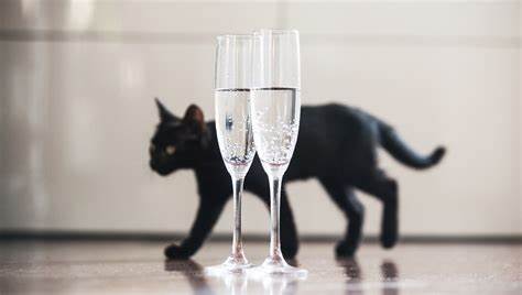 Can Cats Drink Carbonated Water?
