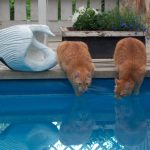 Can Cats Drink Pool Water?