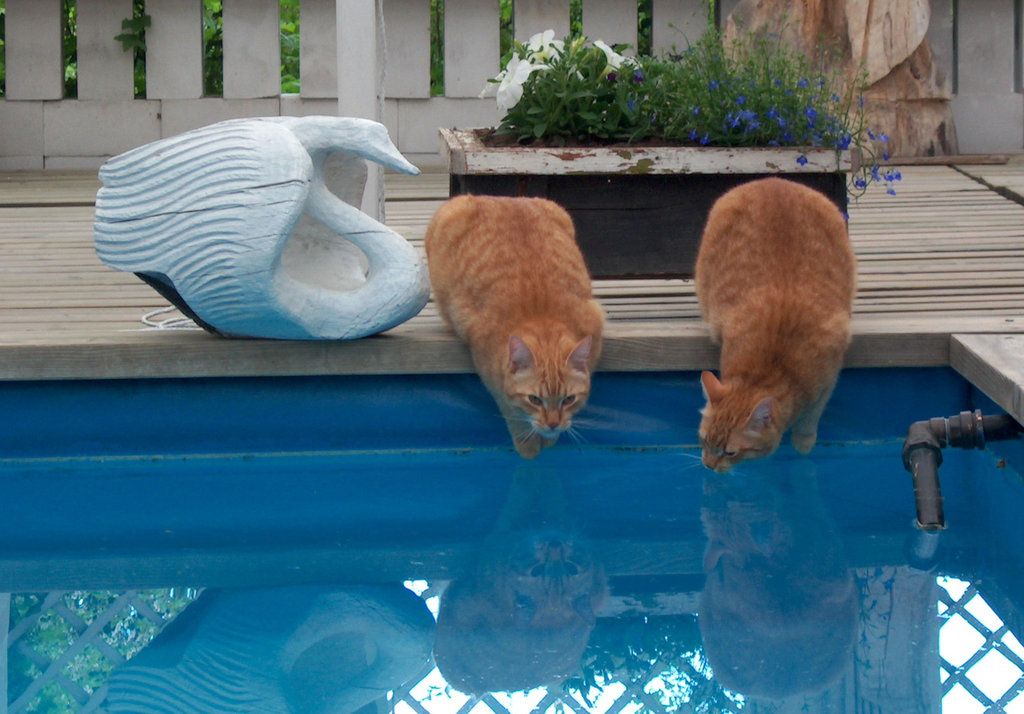 Can Cats Drink Pool Water?