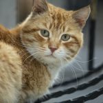 Can Cats Jump Over Baby Gates?