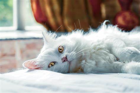 Can Cats Sense Snakes?